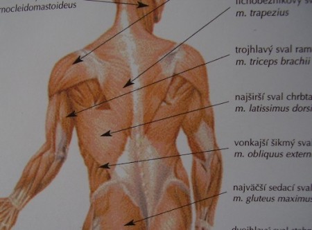 Klasická masáž, švédska Lingová