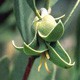 JOJOBA 