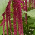 Láskavec ( Amaranthus)